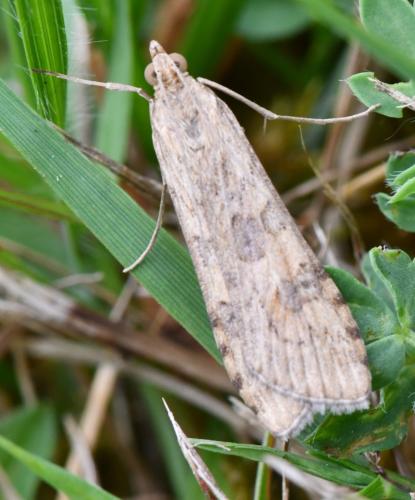 Nomophila noctuella